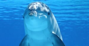 12 curiosidades sobre a inteligência dos golfinhos