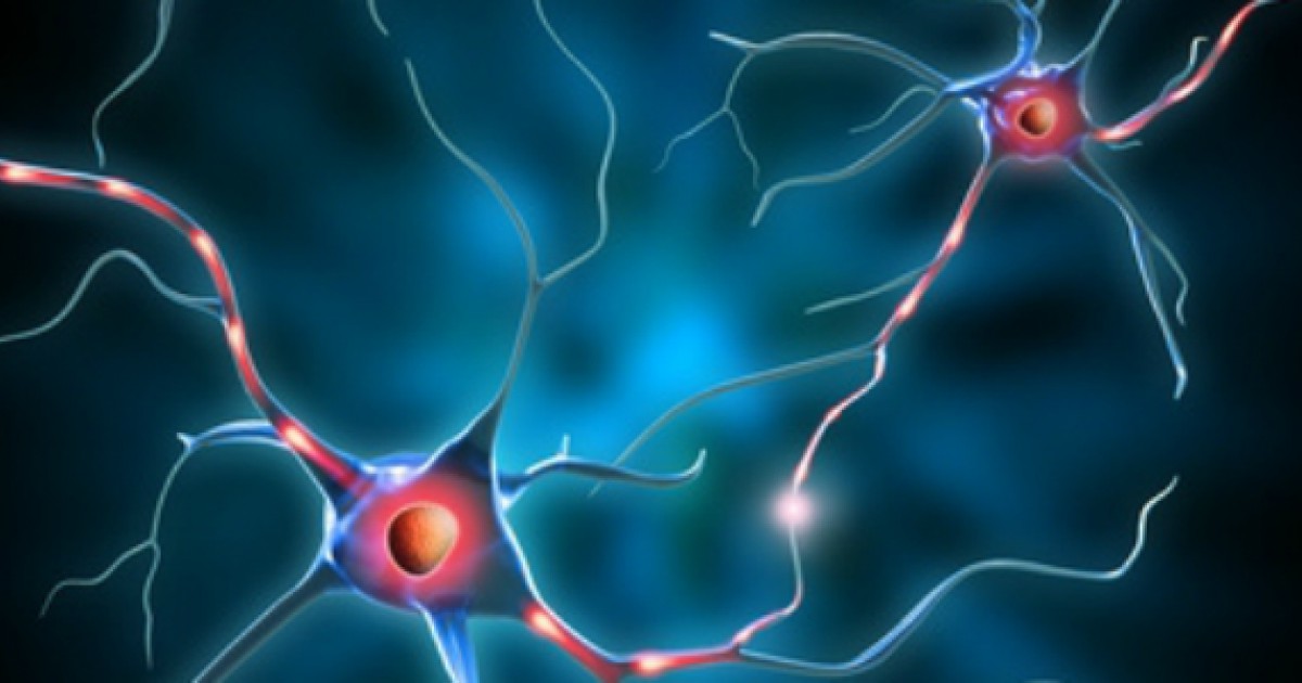 Tipos de neurônios: características e funções