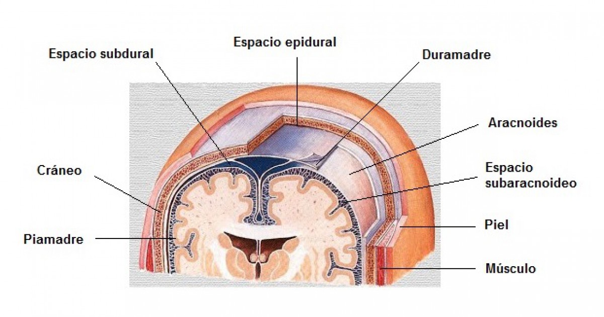 Aracnóides (cérebro): anatomia, funções e distúrbios associados