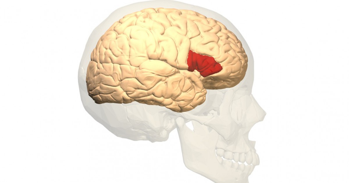 Área de perfuração (parte do cérebro): funções e sua relação com a linguagem