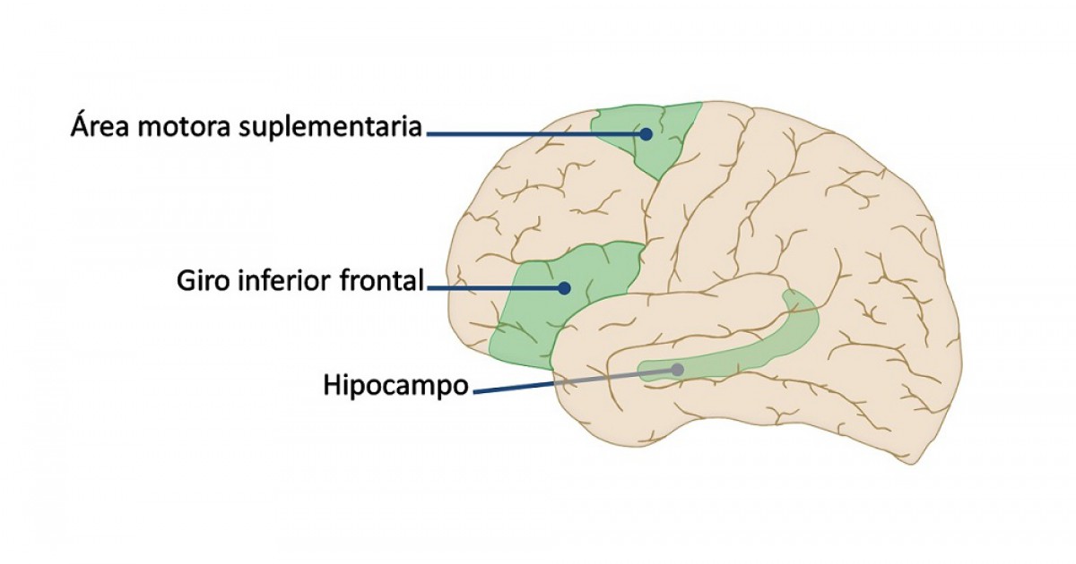 Área motora adicional (cérebro): partes e funções