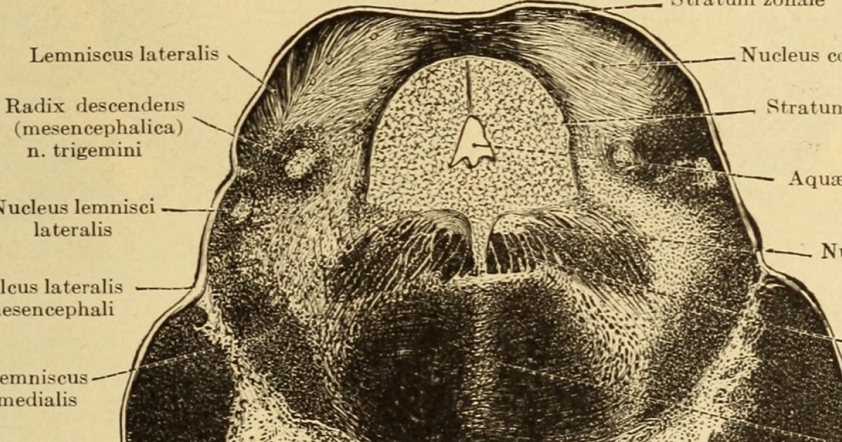 Área tegmental ventral: anatomia, funções e distúrbios