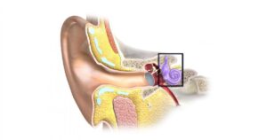 As 10 partes do ouvido e o processo de recepção do som


