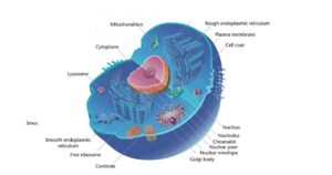 As 12 diferenças entre a célula eucariótica e a célula procariótica