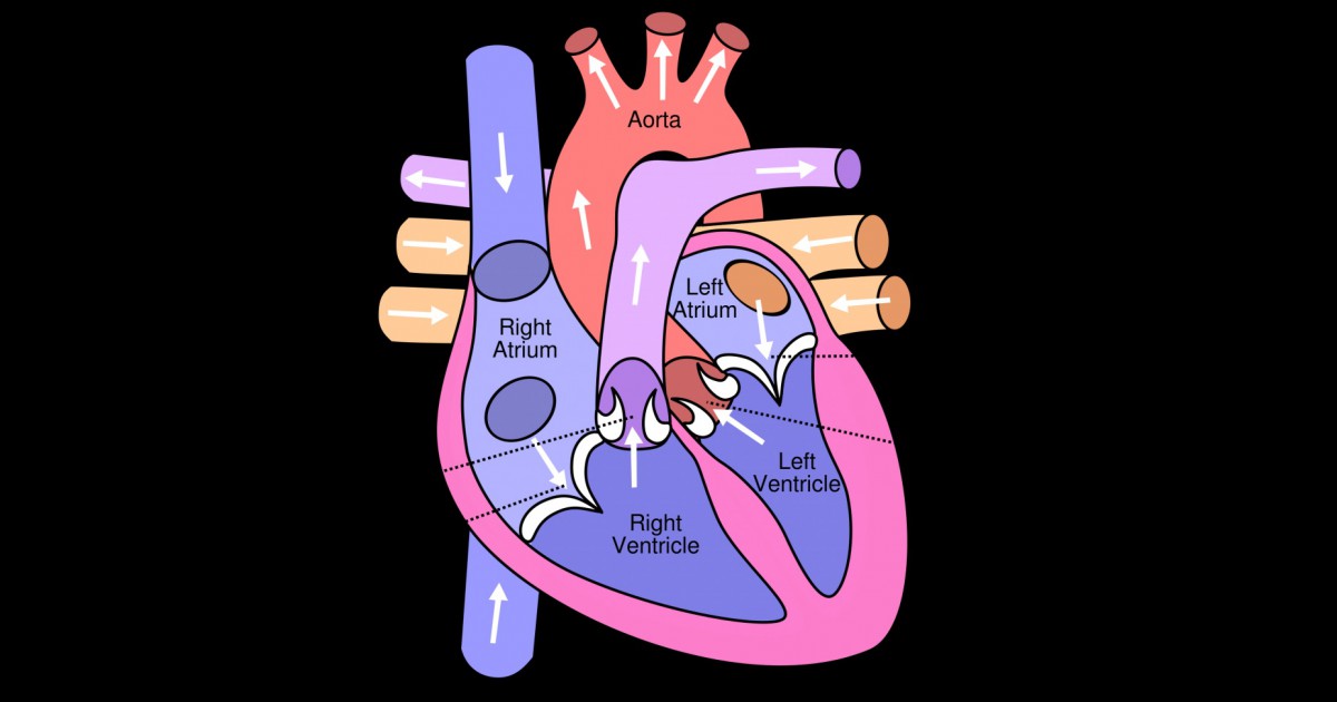 As 13 partes do coração humano (e suas funções)