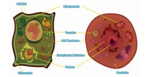 As 4 diferenças entre as células animais e vegetais