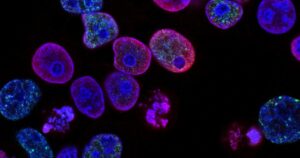 As partes mais importantes da célula e organelas: um resumo


