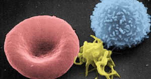 Células T: o que são e como atuam no sistema imunológico