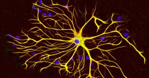 Células gliais: muito mais do que a cauda dos neurônios


