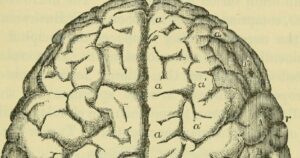 Cérebro humano: características, estruturas e patologias associadas


