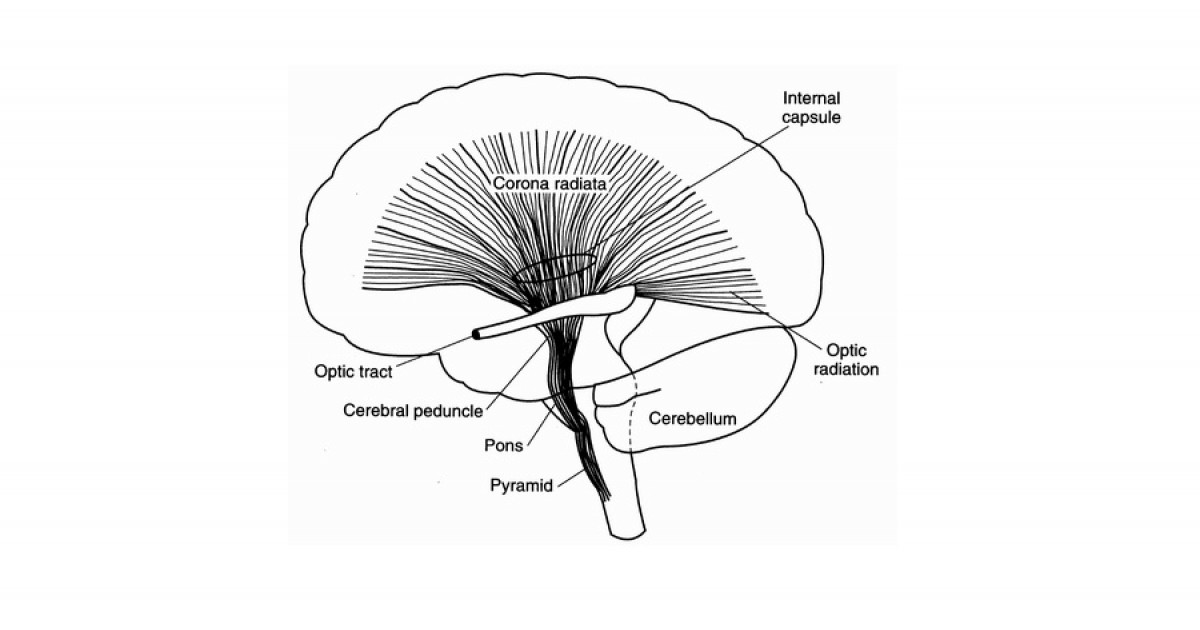 Coroa irradiada: características e funções desta parte do cérebro