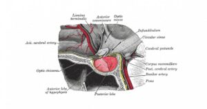 Corpo do mamilo (região do cérebro): definição, localização e funções


