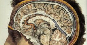 Córtex associativo (cérebro): tipos, partes e funções



