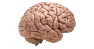 Córtex cerebral: suas camadas, áreas e funções