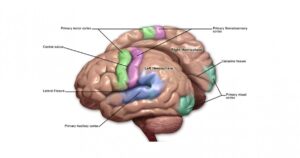 Córtex motor do cérebro: partes, localização e funções


