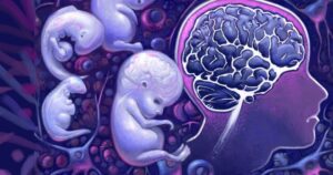 Desenvolvimento cerebral fetal e aborto: uma perspectiva neurocientífica