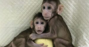 Eles conseguem clonar os primeiros macacos com o método Dolly


