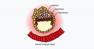 Epiblast: o que é e quais são suas características