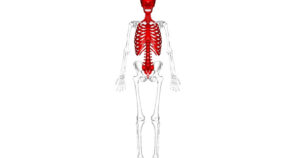Esqueleto axial: o que é, partes e características


