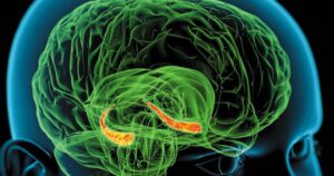 Hipocampo: funções e estrutura do órgão de memória


