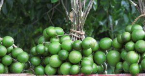 Huay: características e benefícios desta fruta
