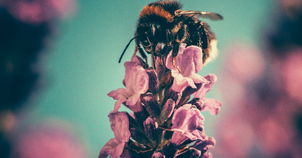 Medo de abelhas (apifobia): causas, sintomas e tratamento