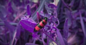 Medo de insetos (entomofobia): causas, sintomas e tratamento
