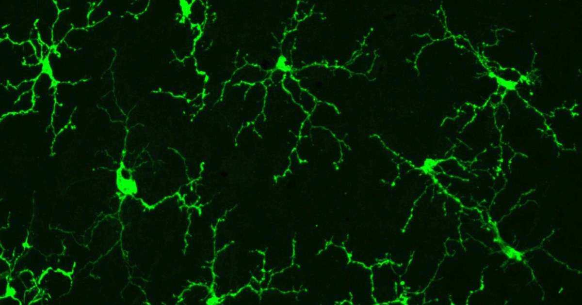 Microglia: principais funções e doenças associadas