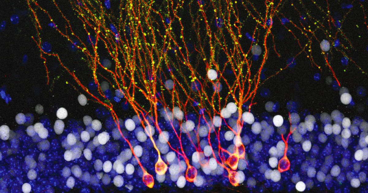 Migração neuronal: é assim que as células nervosas se movem