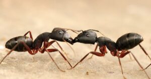 Mirmecofobia (fobia de formigas): sintomas e tratamento



