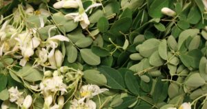 Moringa: características, benefícios e propriedades desta planta