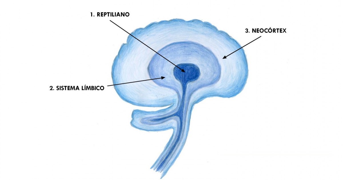 Neocórtex (cérebro): estrutura e funções