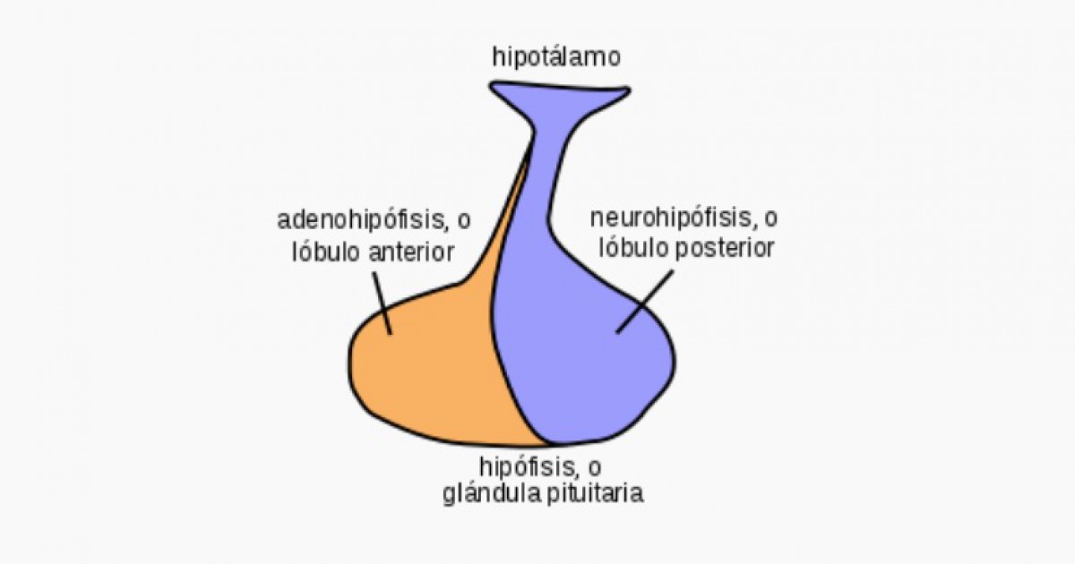 Neurohipófise: estrutura, funções e doenças associadas
