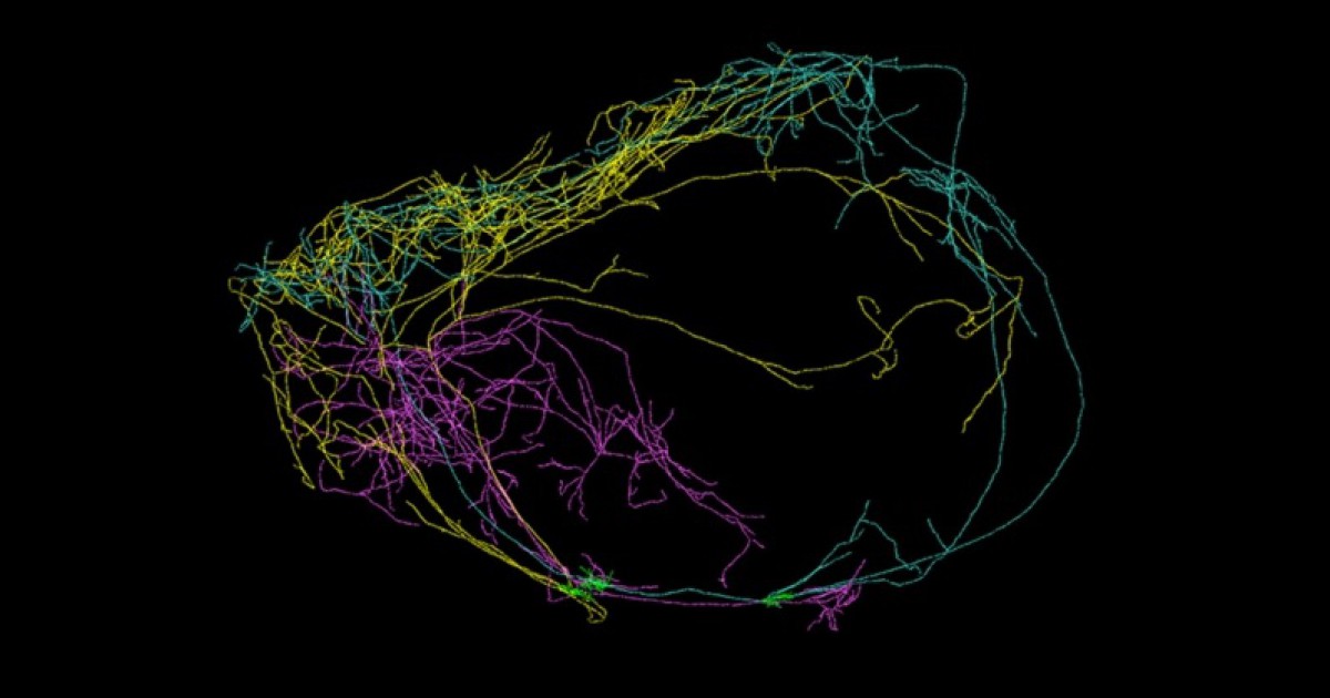 Neurônios gigantes associados à consciência são descobertos