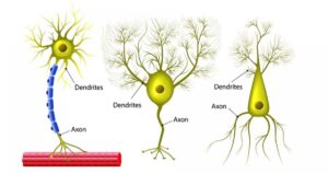 Neurônios multipolares: tipos e funções