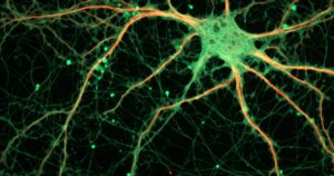 Neurotransmissores e neuromoduladores: como funcionam?


