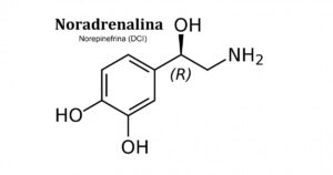 Noradrenalina (neurotransmissor): definição e funções


