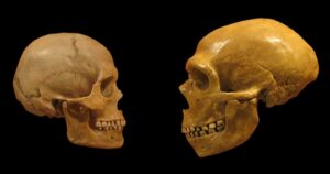 Nossa espécie é mais inteligente do que os Neandertais?


