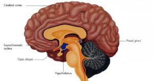 Núcleo supraquiasmático: o relógio interno do cérebro