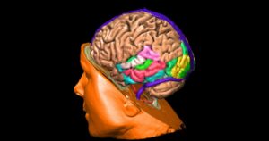O cérebro masculino: estruturas e funcionalidades diferenciais



