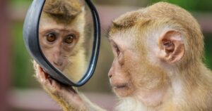 O teste do espelho de autoconsciência: o que é e como é usado em animais


