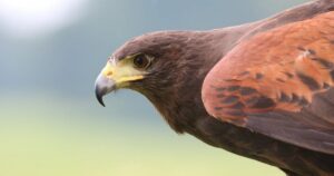 Ornitofobia (medo de pássaros): sintomas e causas