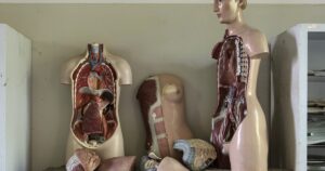 Os 12 sistemas do corpo humano (e como eles funcionam)