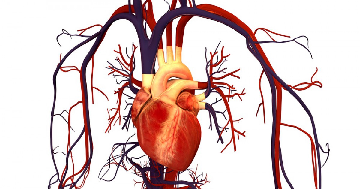 Os 7 tipos mais comuns de doenças cardiovasculares (e sintomas)