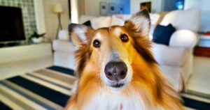 Os benefícios da terapia canina