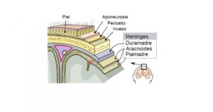 Piamadre (cérebro): estrutura e funções desta camada das meninges


