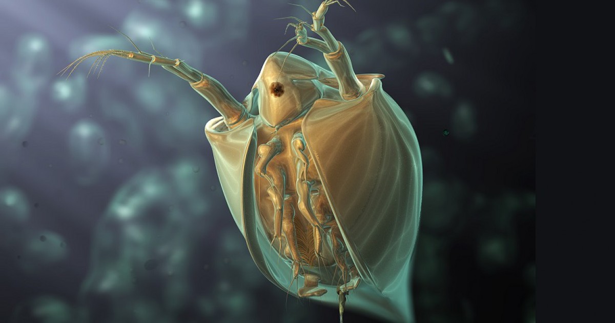 Picada de pulga: sintomas, tratamentos e riscos