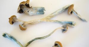 Psilocibina: definição e efeitos deste componente dos cogumelos alucinógenos


