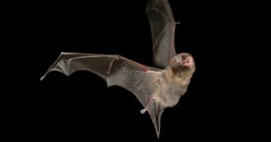 Quirofobia (medo de morcegos): sintomas, causas e tratamento