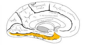 Rotação fusiforme: anatomia, funções e áreas


